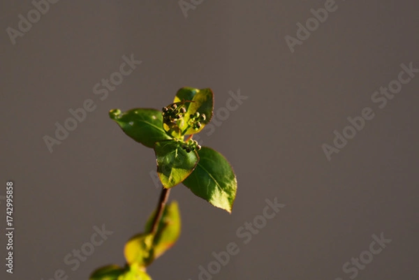 Fototapeta ジューンベリーの小さいつぼみ