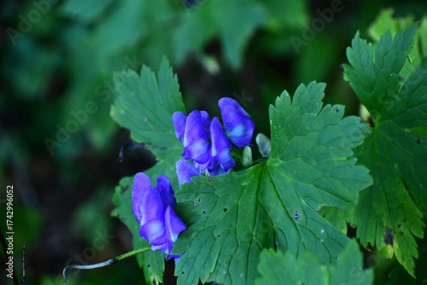 Fototapeta 山に咲くトリカブト