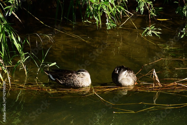 Fototapeta 葦の根元で休むカルガモ