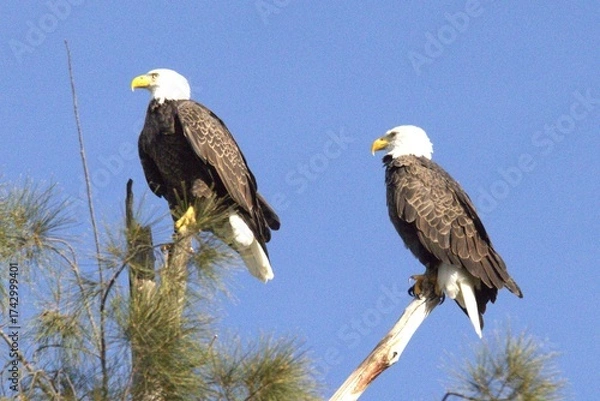 Obraz american bald eagle
