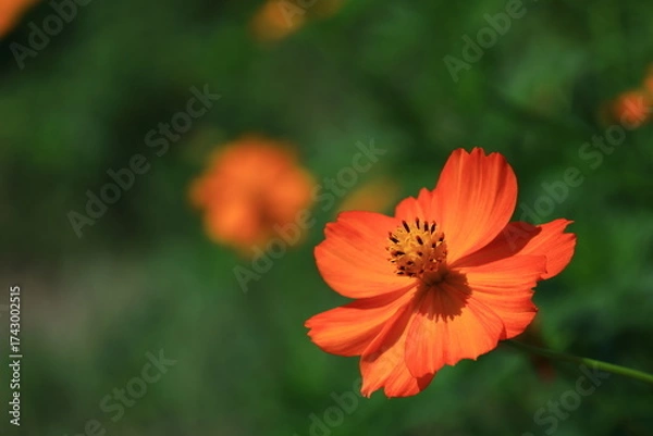 Obraz 秋風に揺れて咲く