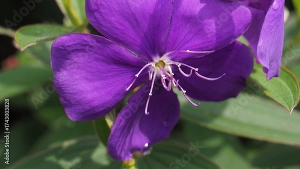 Obraz Princess Flower, The incredible elegance of a vibrant purple flower in full bloom