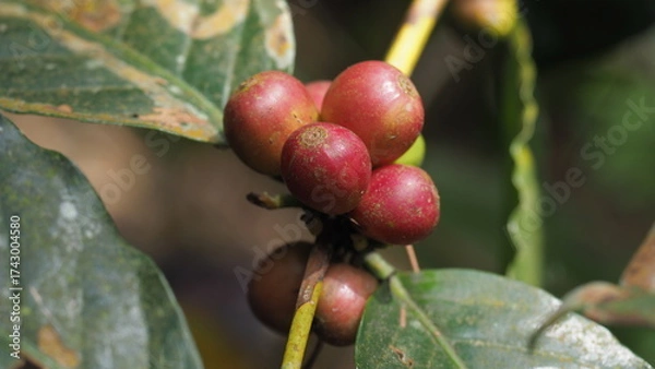 Obraz Fresh red coffee cherries on tree branch