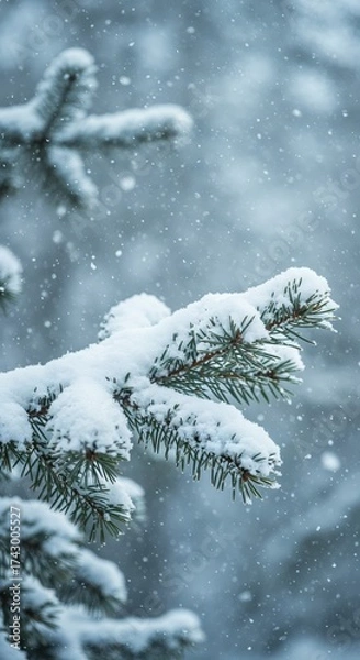 Obraz Snow-Kissed Pine: A close-up shot showcases the serene beauty of a pine branch blanketed in a gentle layer of fresh snow, capturing the essence of winter's tranquility.