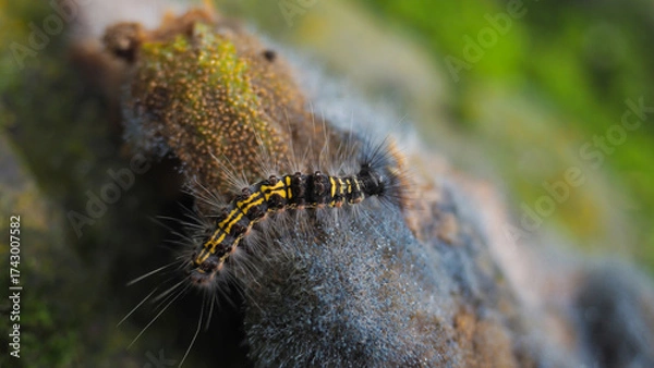 Obraz Lymantria dispar, also known as the gypsy moth or spongy moth