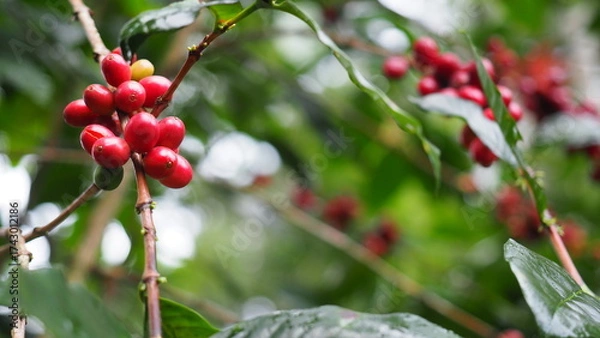 Obraz Fresh red coffee cherries on tree branch