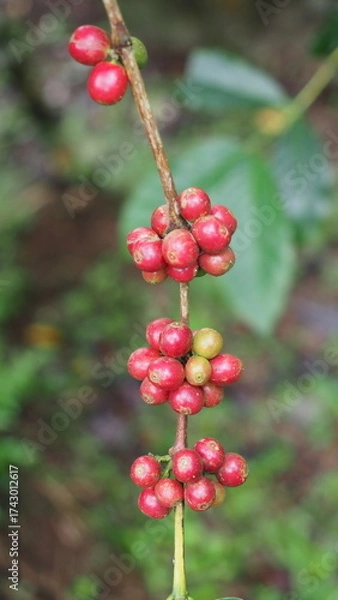 Obraz Fresh red coffee cherries on tree branch