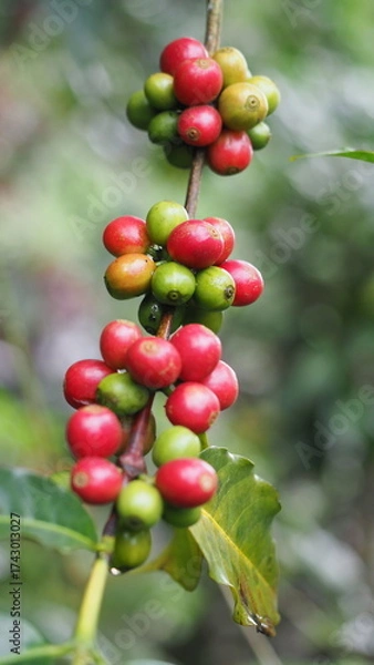 Obraz Fresh red coffee cherries on tree branch