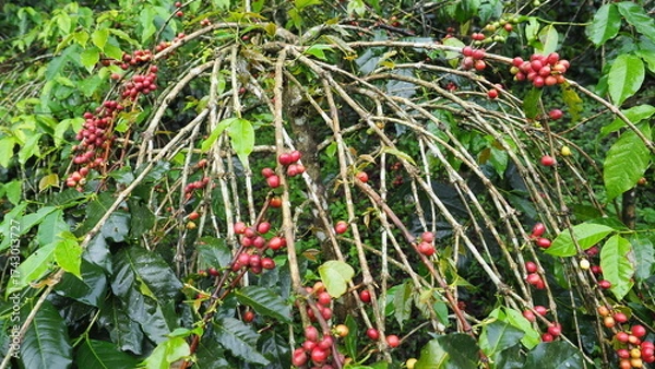 Obraz Tropical coffee plantation with ripe fruit ready for harvest