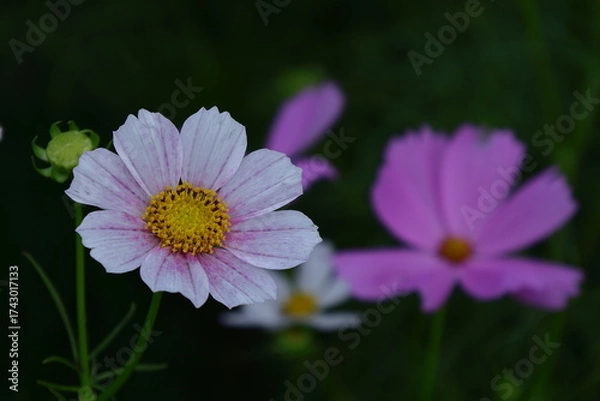 Fototapeta 秋風に揺れて咲く