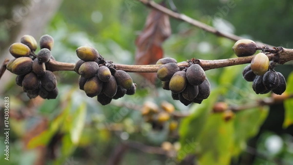 Obraz Aged coffee cherries on their final branch