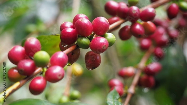 Obraz Fresh red coffee cherries on tree branch