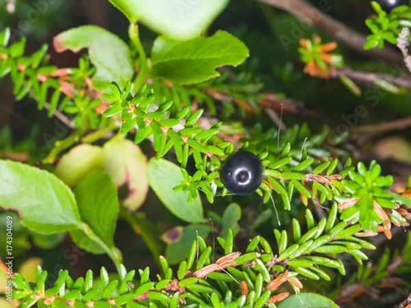 Fototapeta Black crowberry, Empetrum nigrum, berry on branch with needle-like leaves, close-up, selective focus, shallow DOF