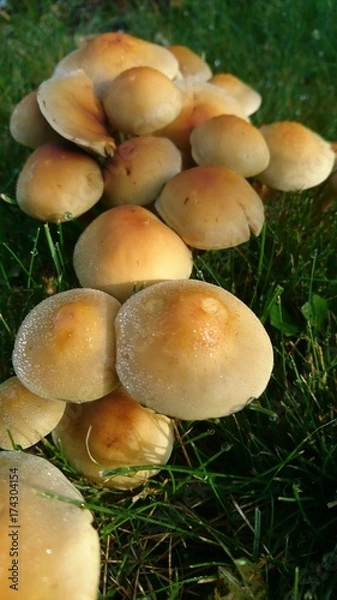 Obraz Mushrooms in meadow 