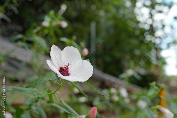 Fototapeta 道端に咲く白い花
