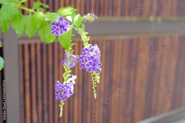 Obraz 道端に咲く秋の花