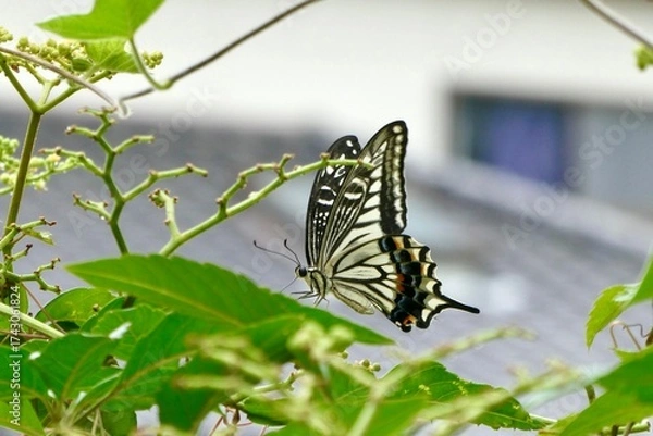 Obraz 植物とアゲハ蝶