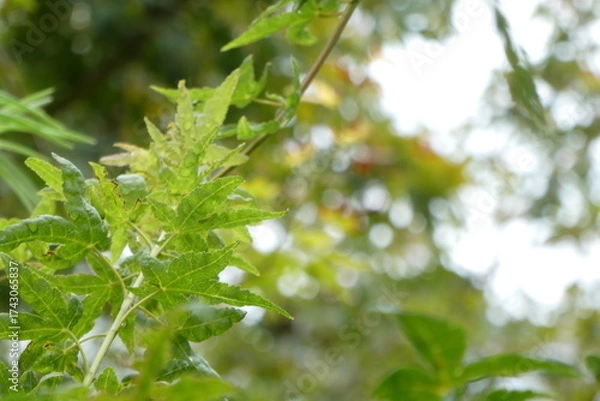 Fototapeta 雨の後の光と樹木