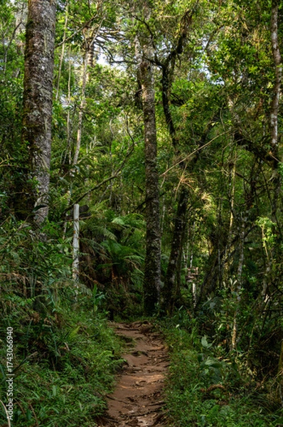 Fototapeta Dirt trail surrounded by tall trees, ferns, and dense green vegetation in Pinheiro Velho hiking trail with sunlight filtering through the canopy in Monte Verde, Camanducaia, Minas Gerais - Brazil.