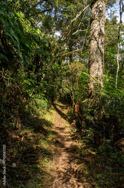 Obraz A narrow forest trail winds between tall trees and dense foliage, illuminated by patches of sunlight, creating a serene hiking path in Monte Verde, Camanducaia, Minas Gerais - Brazil.