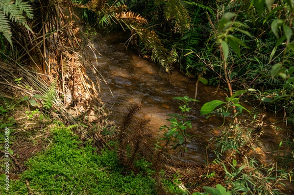 Fototapeta A shaded stream winds through dense forest vegetation with ferns, grasses, and fallen branches creating a rustic and serene nature scene in Monte Verde, Camanducaia, Minas Gerais - Brazil.