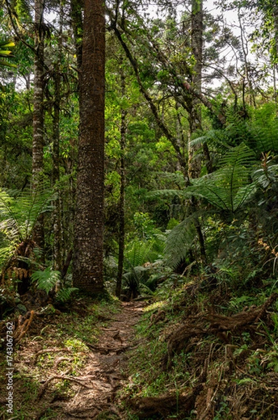 Fototapeta A narrow forest trail winds through towering dense foliage trees and lush green ferns under dappled sunlight inside Pinheiro Velho hikng trail in Monte Verde, Camanducaia, Minas Gerais - Brazil.