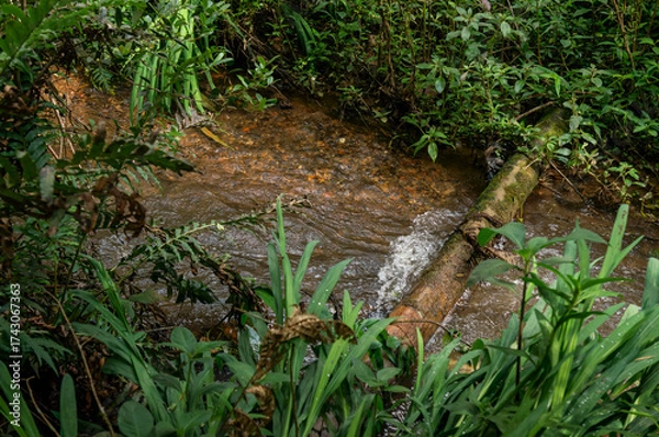 Fototapeta A moss-covered fallen tree rests across the flowing crystal stream surrounded by lush vegetation and dense greenery in Pinheiro Velho hiking trail in Monte Verde, Camanducaia, Minas Gerais - Brazil.