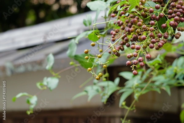 Obraz 日本庭園の秋の植物