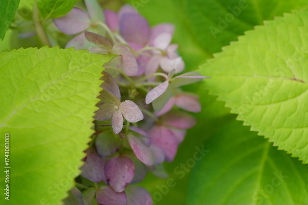 Fototapeta 秋紫陽花と葉