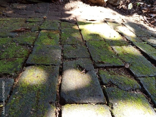 Obraz old road in the forest