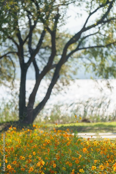 Fototapeta korea, 여행, 가을, 꽃, 가을정취, 남한강