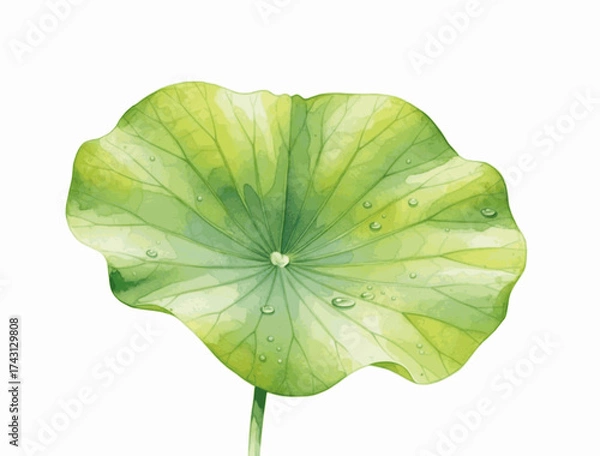 Fototapeta Floating Circles lotus leaves isolated watercolor vector illustration svg