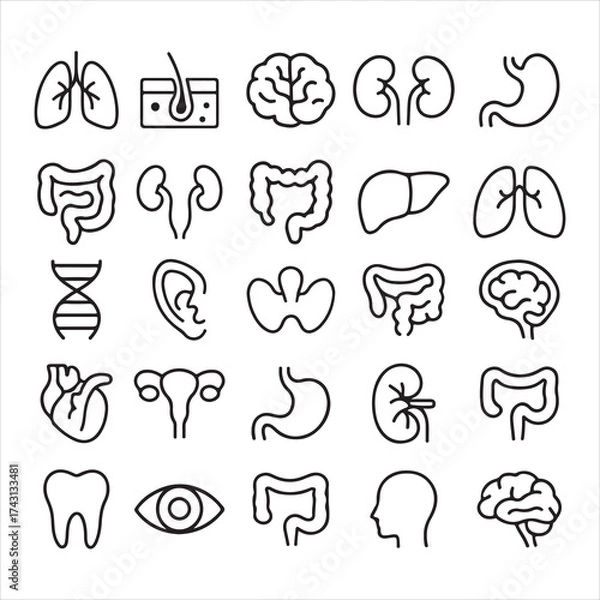 Obraz Medical organs line icon set vector illustration.