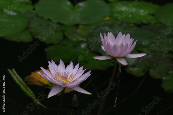 Fototapeta 水面に優雅に浮かぶ