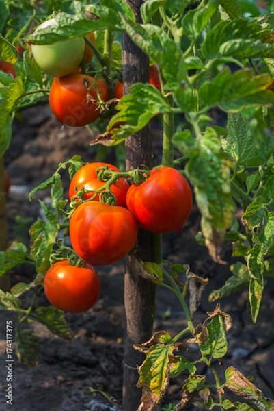 Fototapeta ripe tomato on a bush in the sun's rays. organic food.