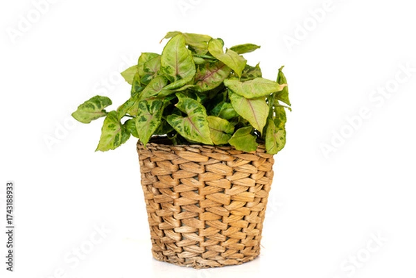 Obraz Syngonium Pixie Dwarf Arrowhead Plant Isolated on White Background