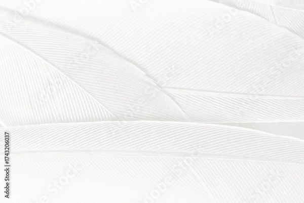 Obraz Gray white feather wooly pattern texture background