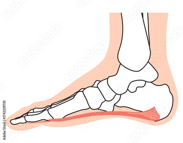 Obraz 足底筋膜　足底腱膜　足底筋膜炎　足の筋肉