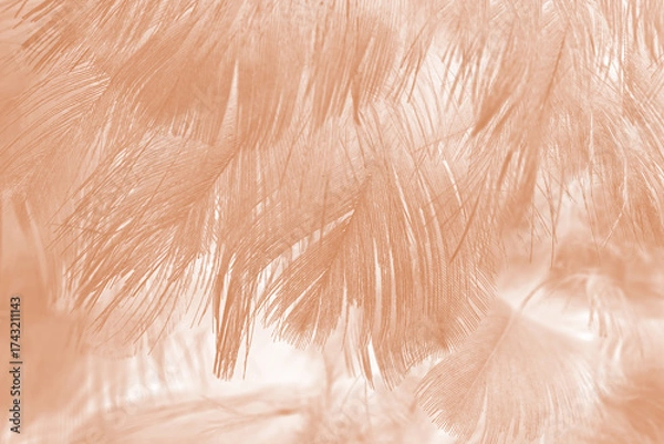Obraz Beautiful brown feather texture pattern background