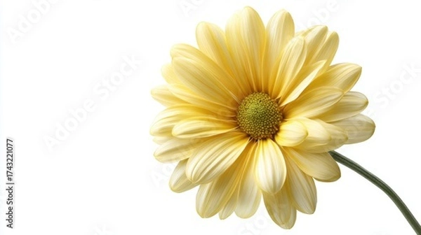 Fototapeta A close-up of a vibrant yellow flower with layered petals, showcasing its intricate texture and central disc, set against a simple white background.