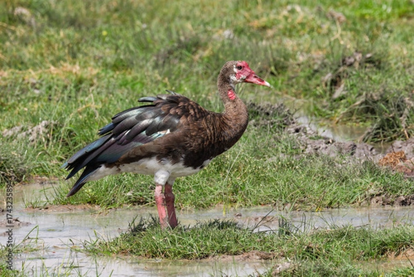 Fototapeta spur-winged goose