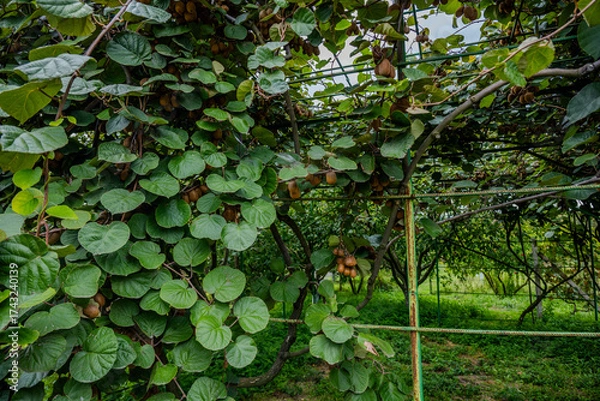 Fototapeta Kiwi vines growing in Bio Garden Shaki Azerbaijan