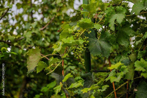 Fototapeta Young Grape Cluster on Vine in Bio Garden, Shaki District, Azerbaijan