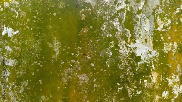 Fototapeta Close up of a moss-covered wall with green and white textures, showing dampness, decay, and natural aging patterns.