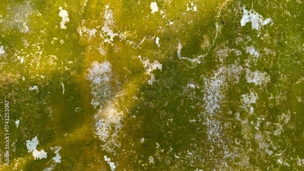 Fototapeta Close up of a moss-covered wall with green and white textures, showing dampness, decay, and natural aging patterns.