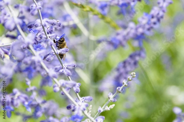 Obraz Side Angle View Of Bee Collecting Pollen From Russian Sage Flowers Or Perovskia Atriplicifolia