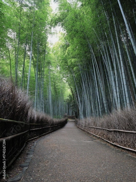 Obraz 京都嵐山、竹林の小径