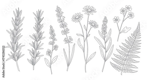 Fototapeta Botanical line art illustration of various plants and flowers in a row.