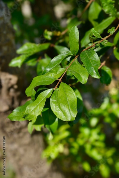 Fototapeta Pomegranate branch with leaves - Latin name - Punica granatum