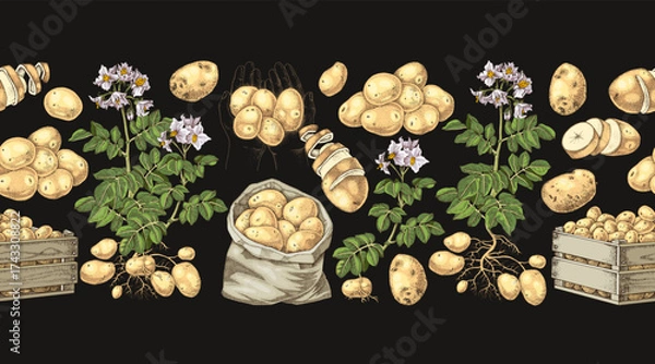 Fototapeta Potato sketched seamless border vector